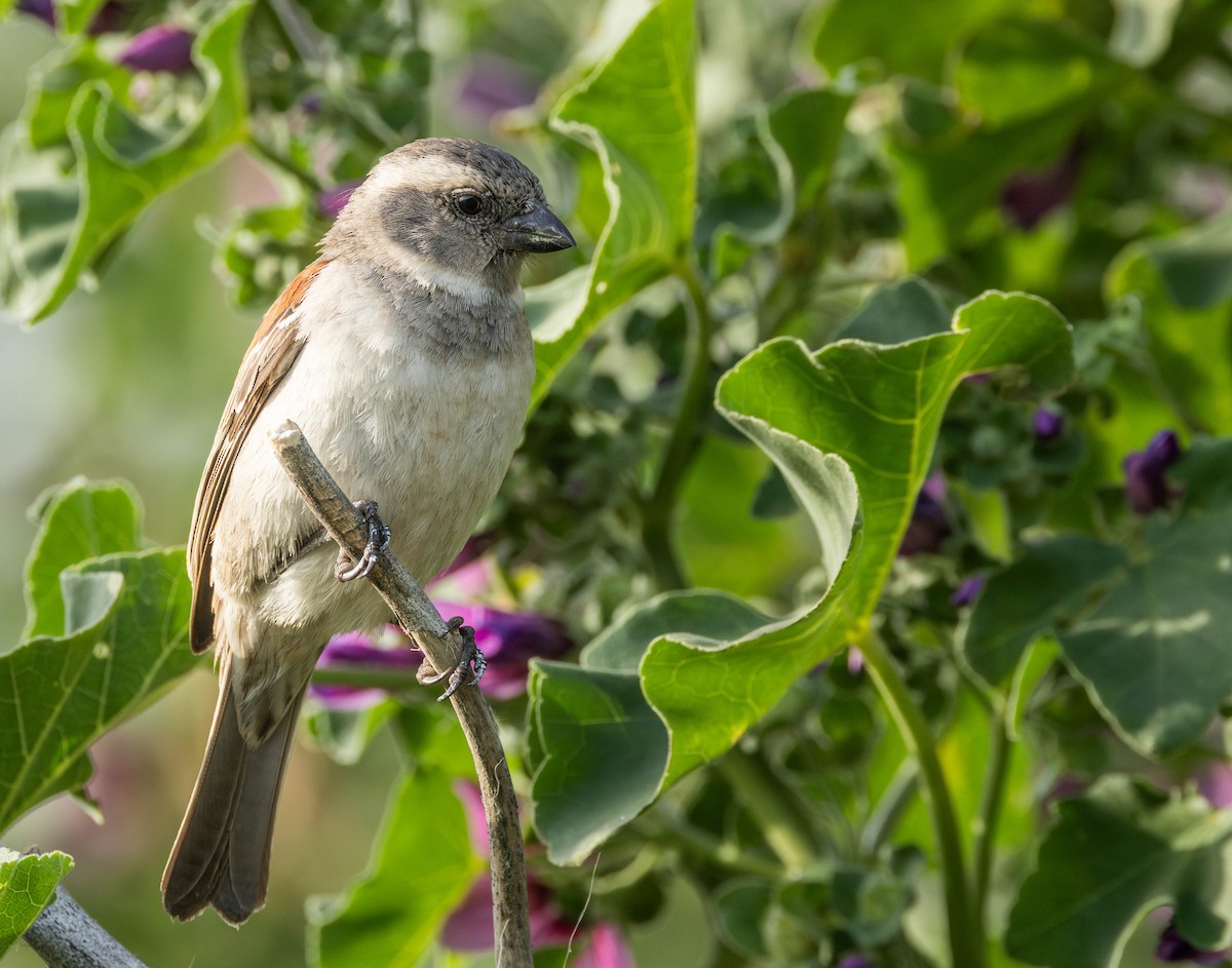 Cape Sparrow - ML624504148