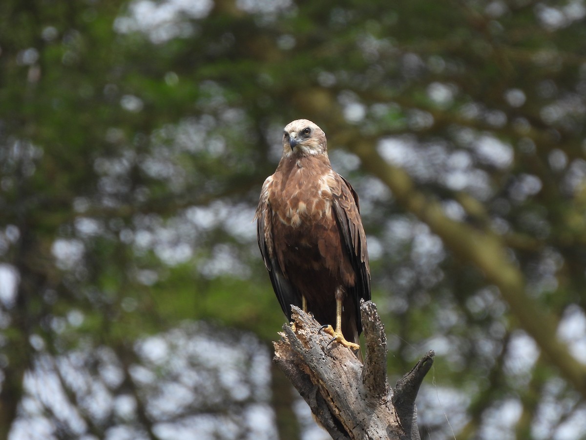 Western Marsh Harrier - Adrián Colino Barea