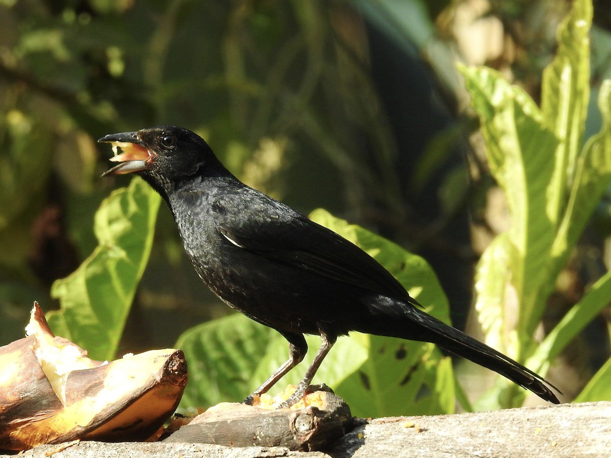 White-lined Tanager - David Cristóbal Huertas