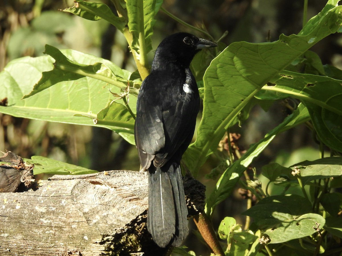 White-lined Tanager - ML624504465