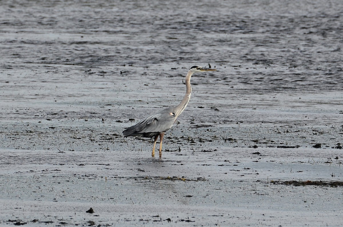 Great Blue Heron - ML624504477