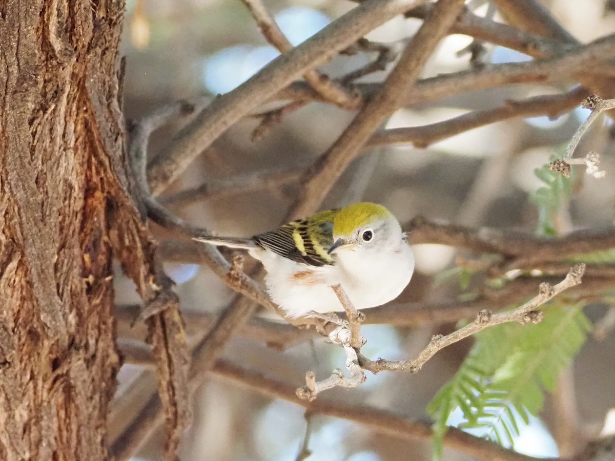 Chestnut-sided Warbler - ML624504518