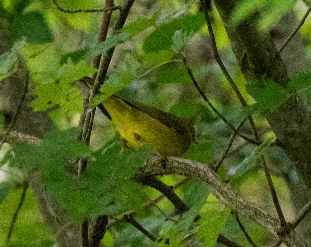 Connecticut Warbler - ML624504616