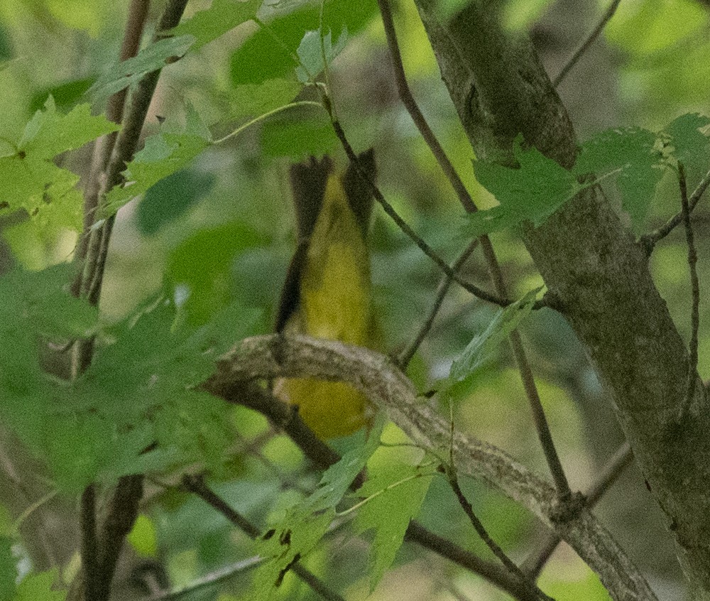 Connecticut Warbler - Clive Harris