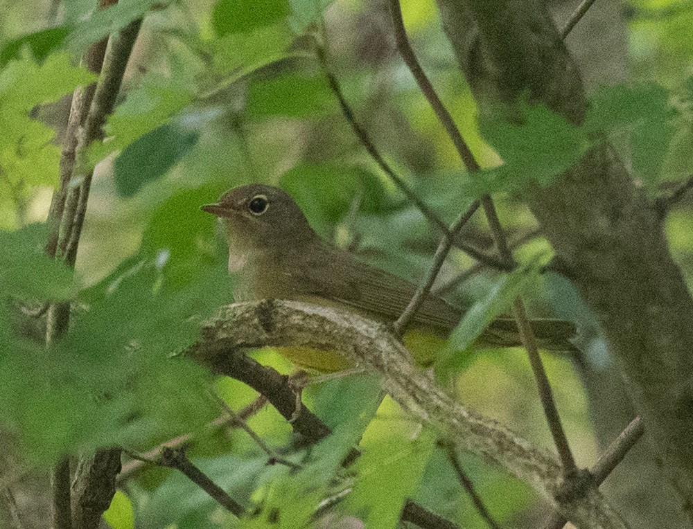 Connecticut Warbler - ML624504618