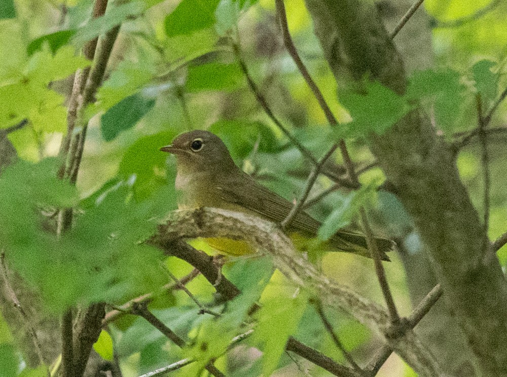 Connecticut Warbler - ML624504619