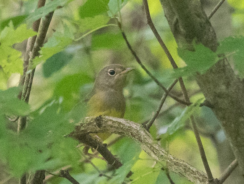 Connecticut Warbler - ML624504620