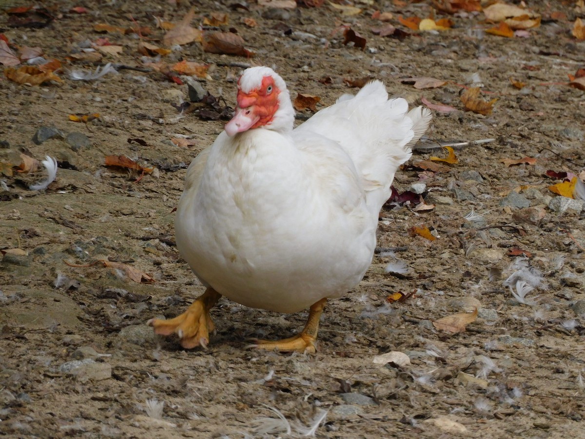 Muscovy Duck (Domestic type) - Elijah Lemay