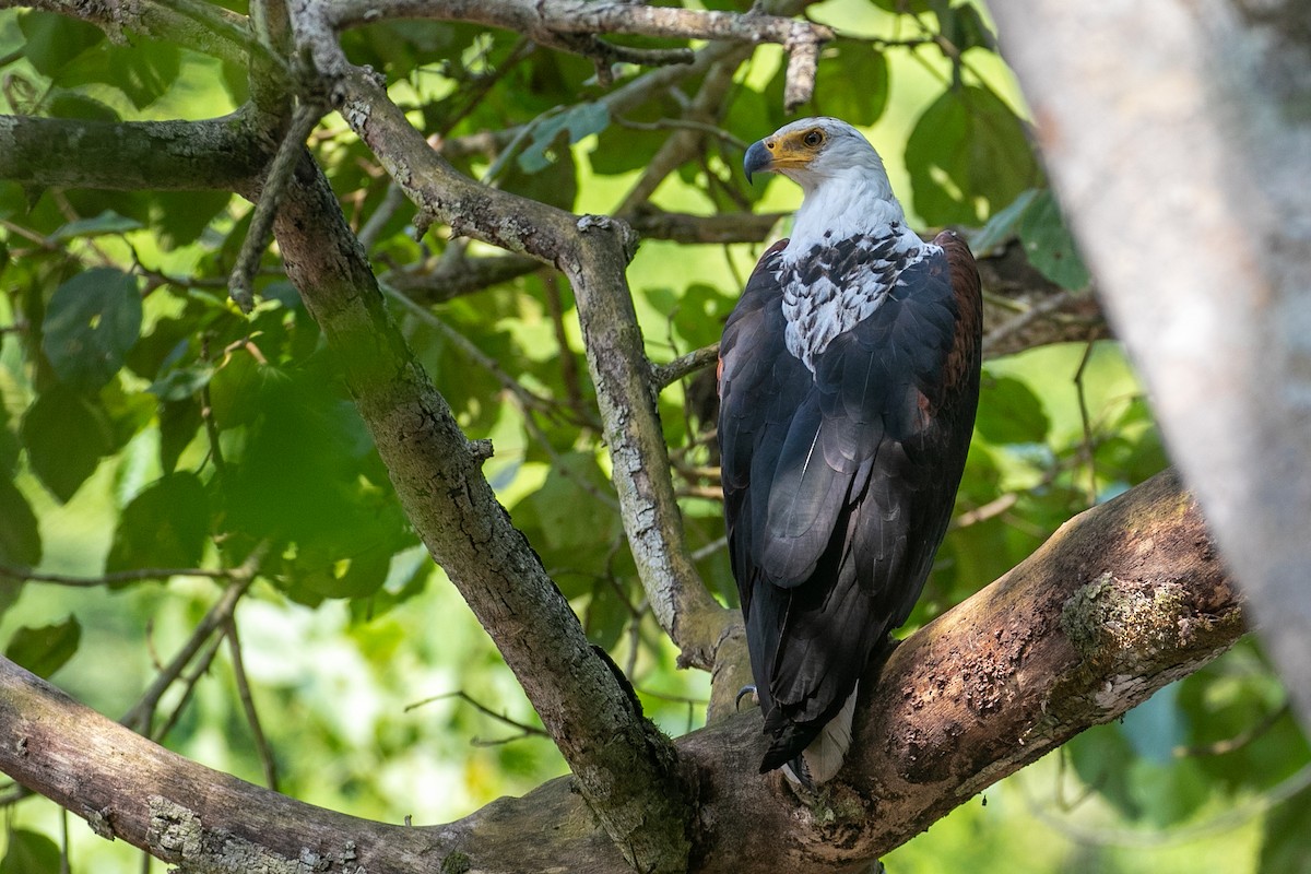 African Fish-Eagle - ML624504857