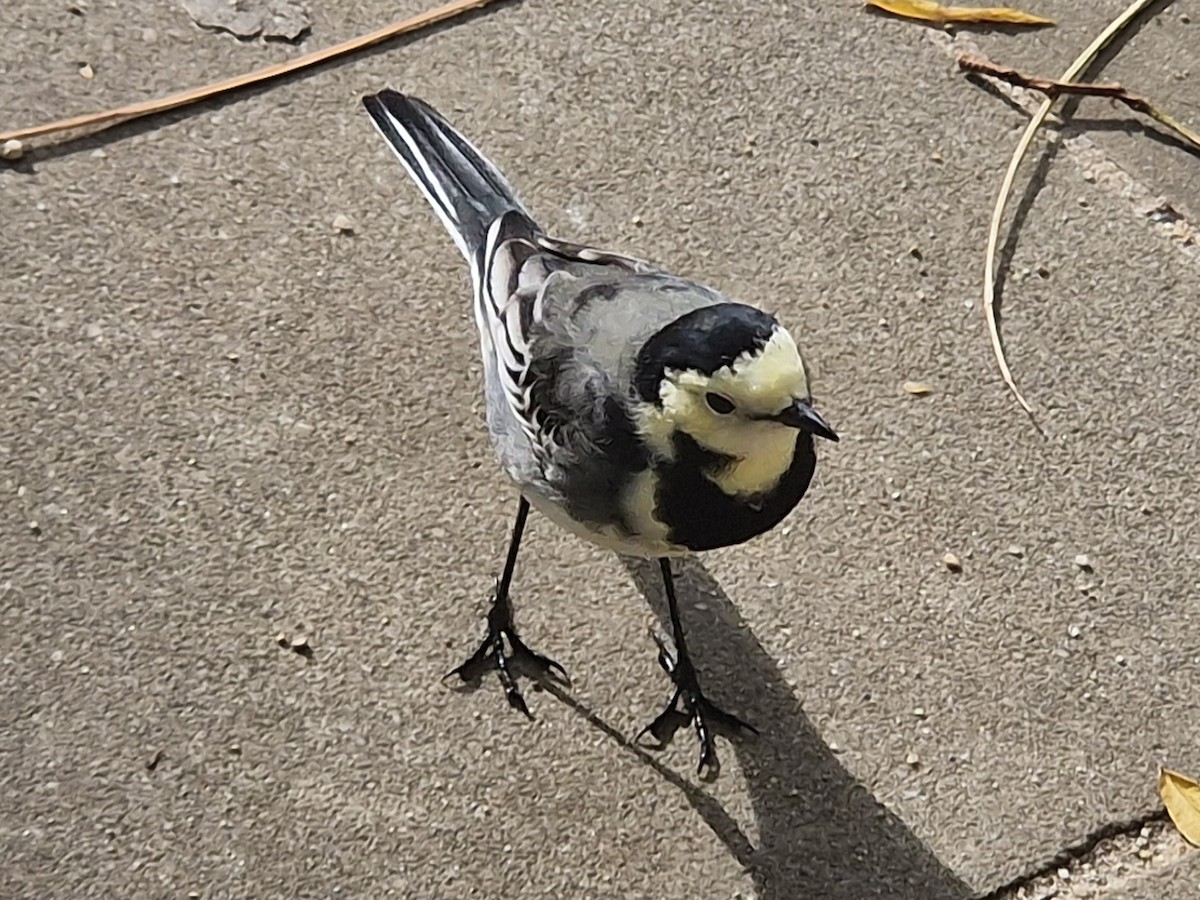 White Wagtail (British) - ML624504939
