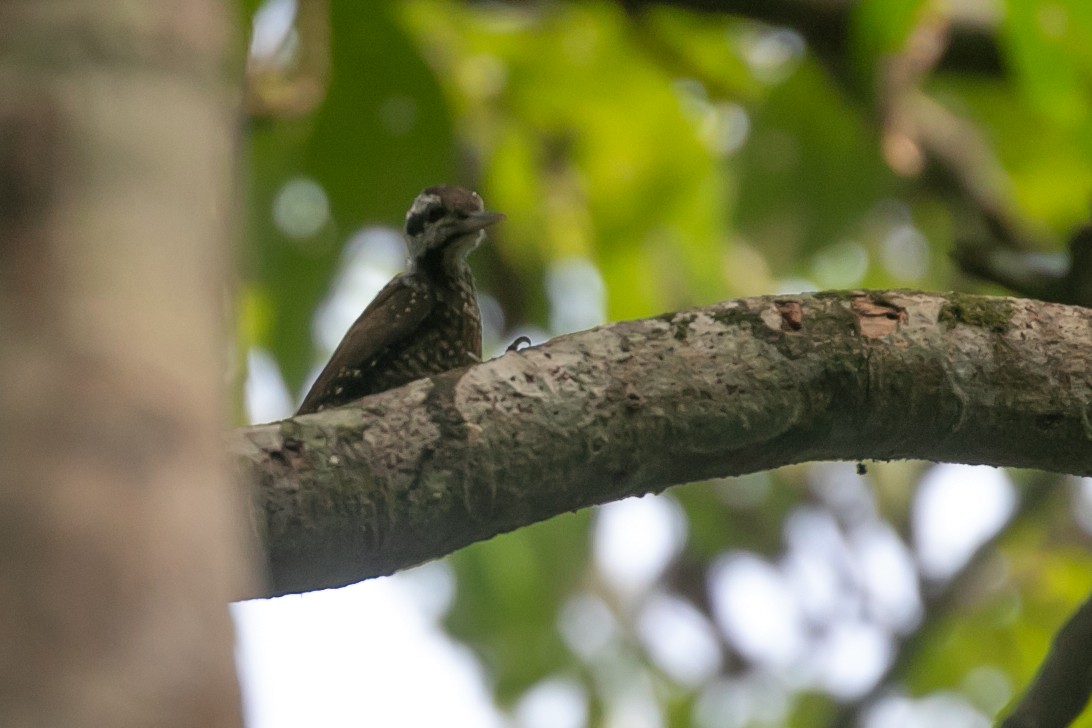 Golden-crowned Woodpecker - Calvin Harris