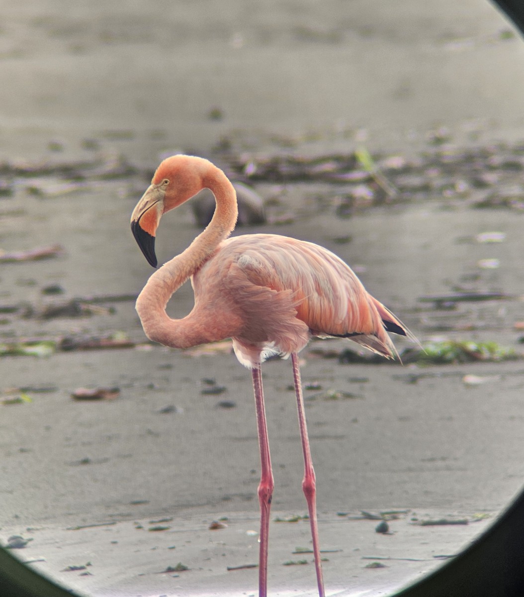 American Flamingo - ML624505001
