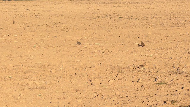 Scaled Quail - ML624505009