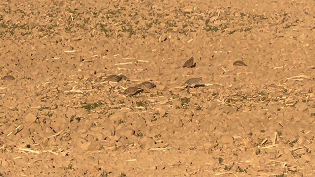 Scaled Quail - ML624505018