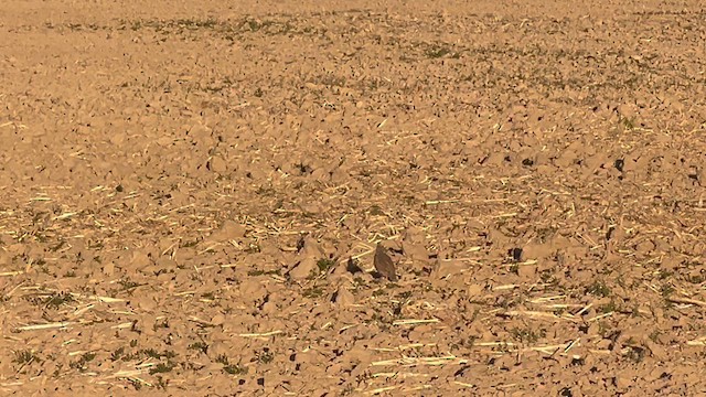Scaled Quail - ML624505021
