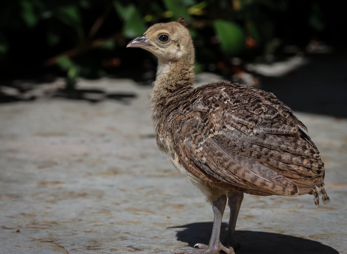 Indian Peafowl (Domestic type) - ML624505094