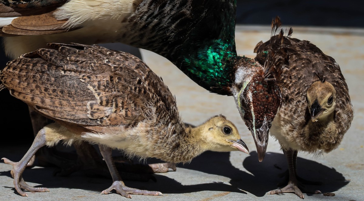 Indian Peafowl (Domestic type) - ML624505096