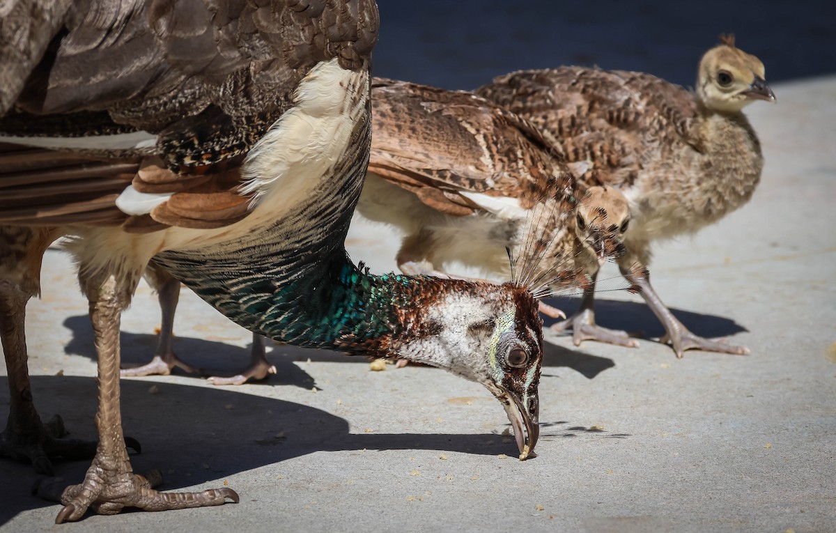 Indian Peafowl (Domestic type) - ML624505099