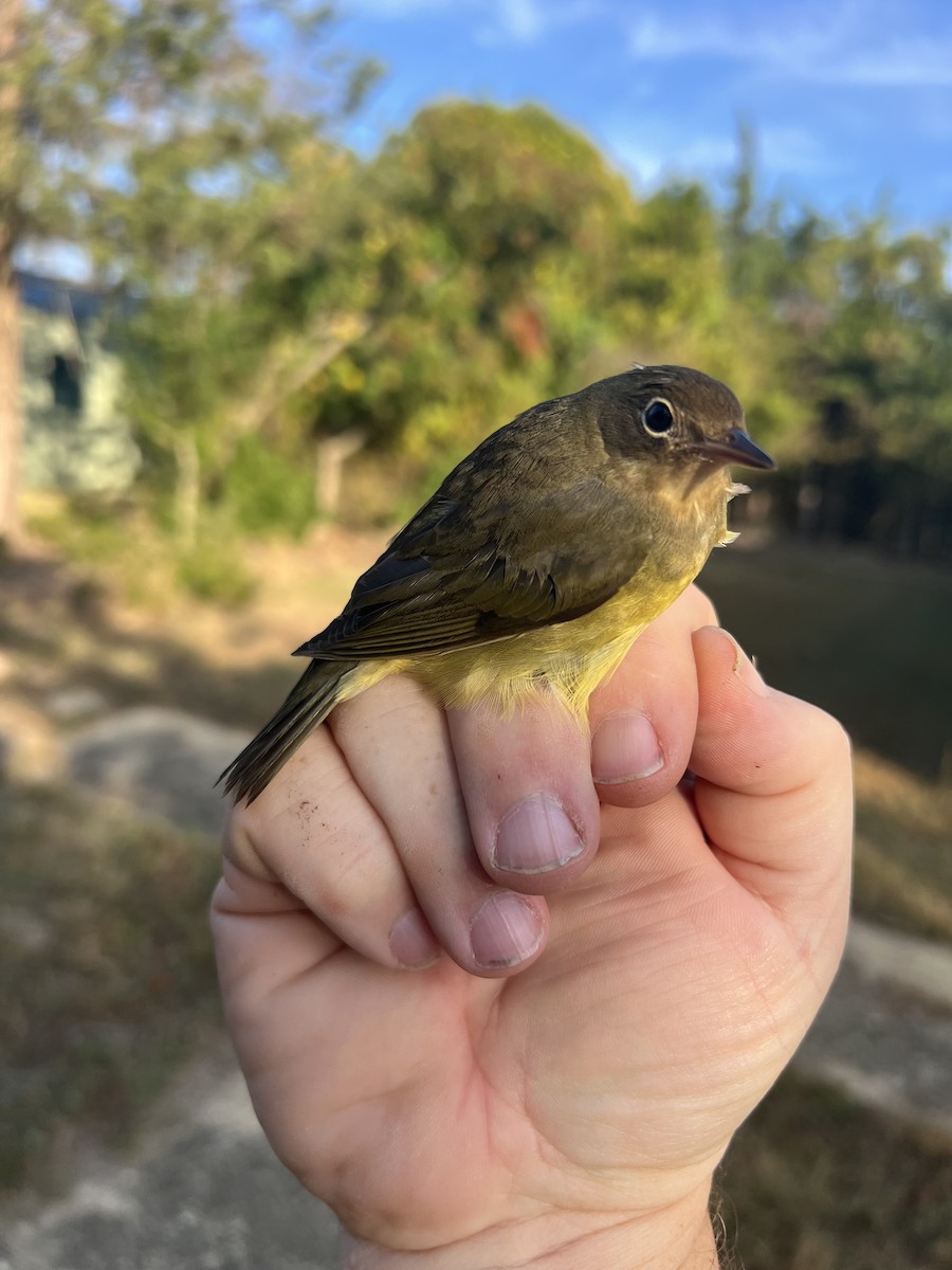 Connecticut Warbler - ML624505137