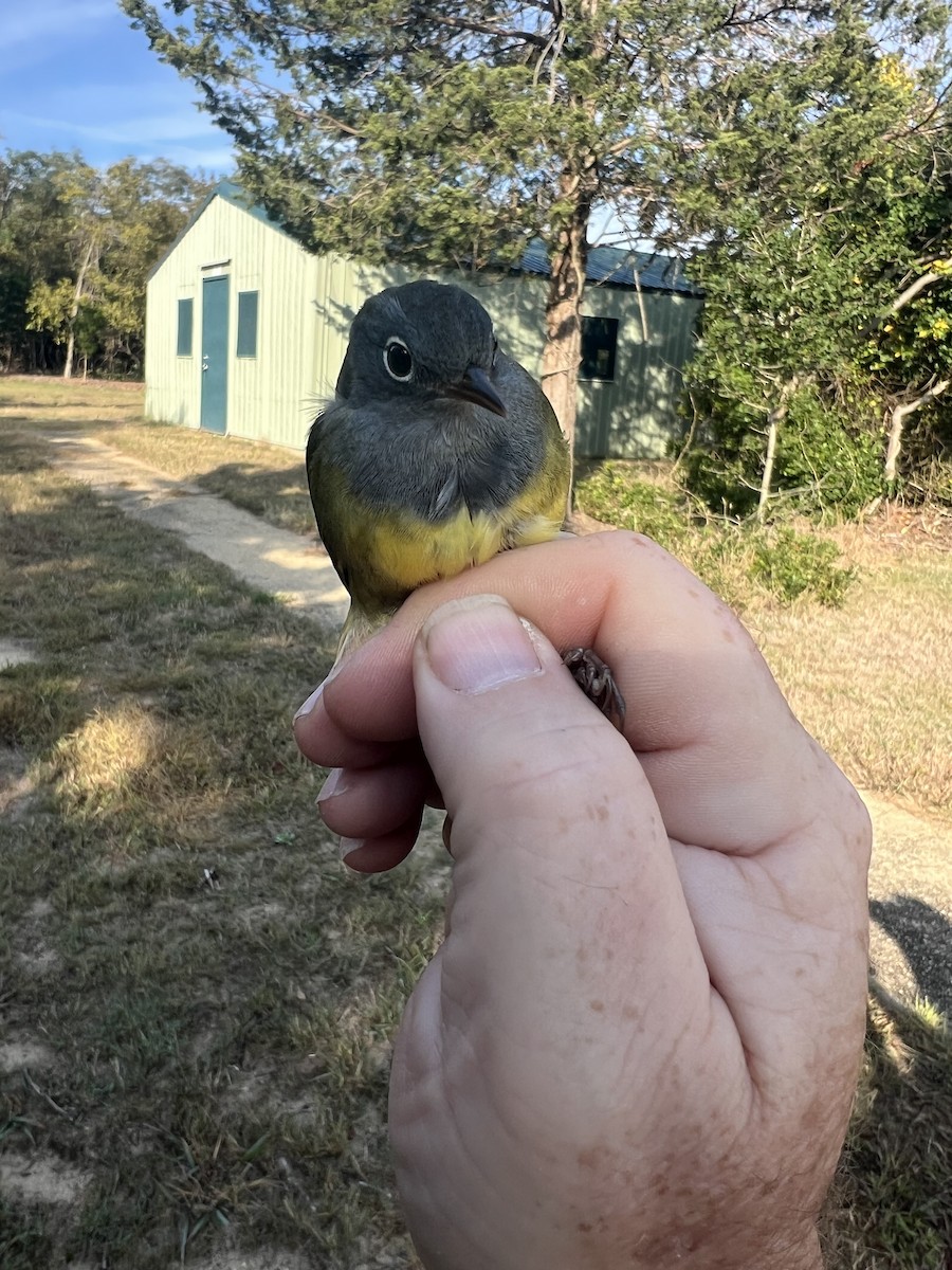 Connecticut Warbler - ML624505138