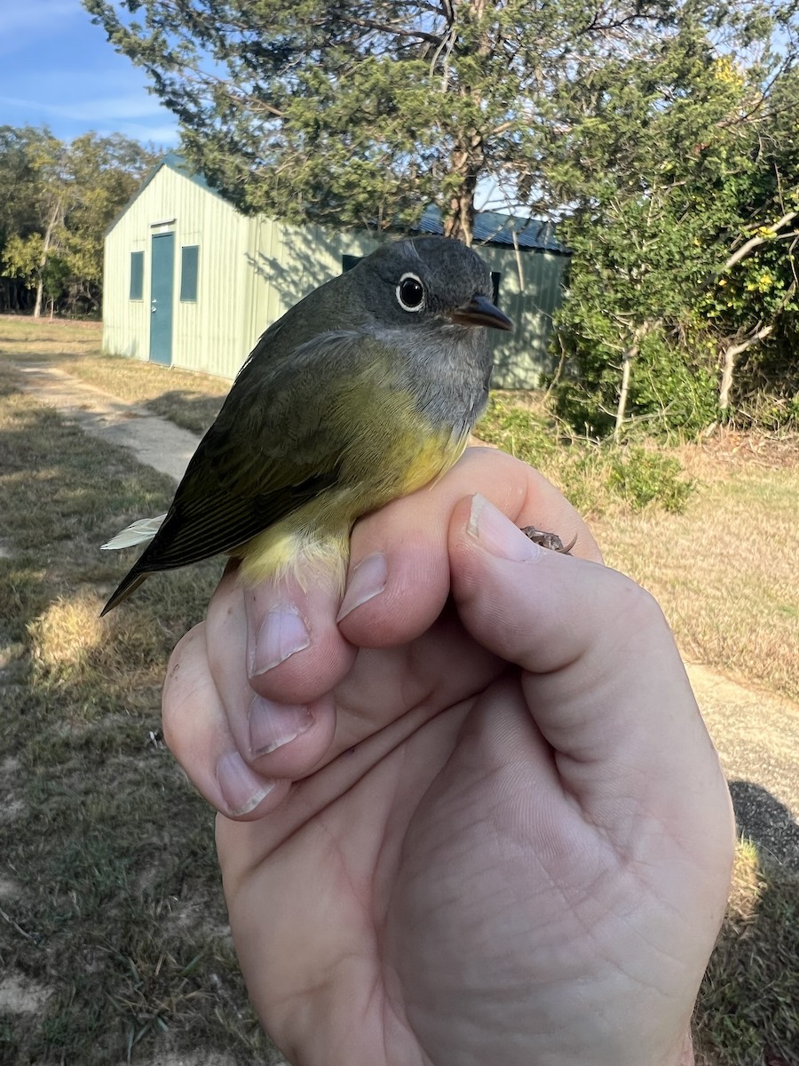 Connecticut Warbler - ML624505139