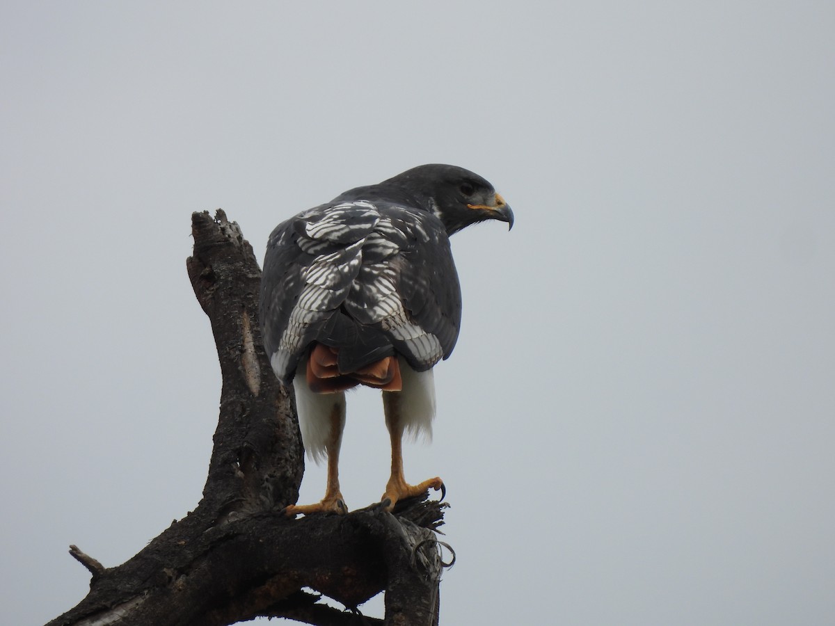 Augur Buzzard - Adrián Colino Barea