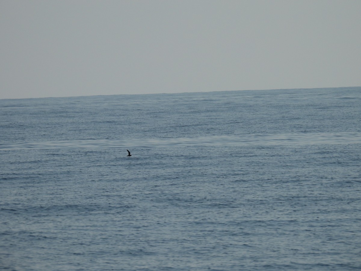 Bulwer's Petrel - ML624505180