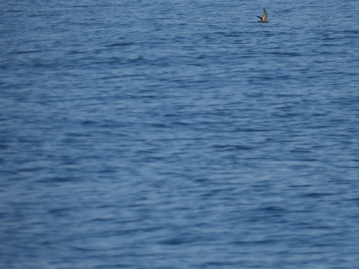 Bulwer's Petrel - 金木 鱸魚