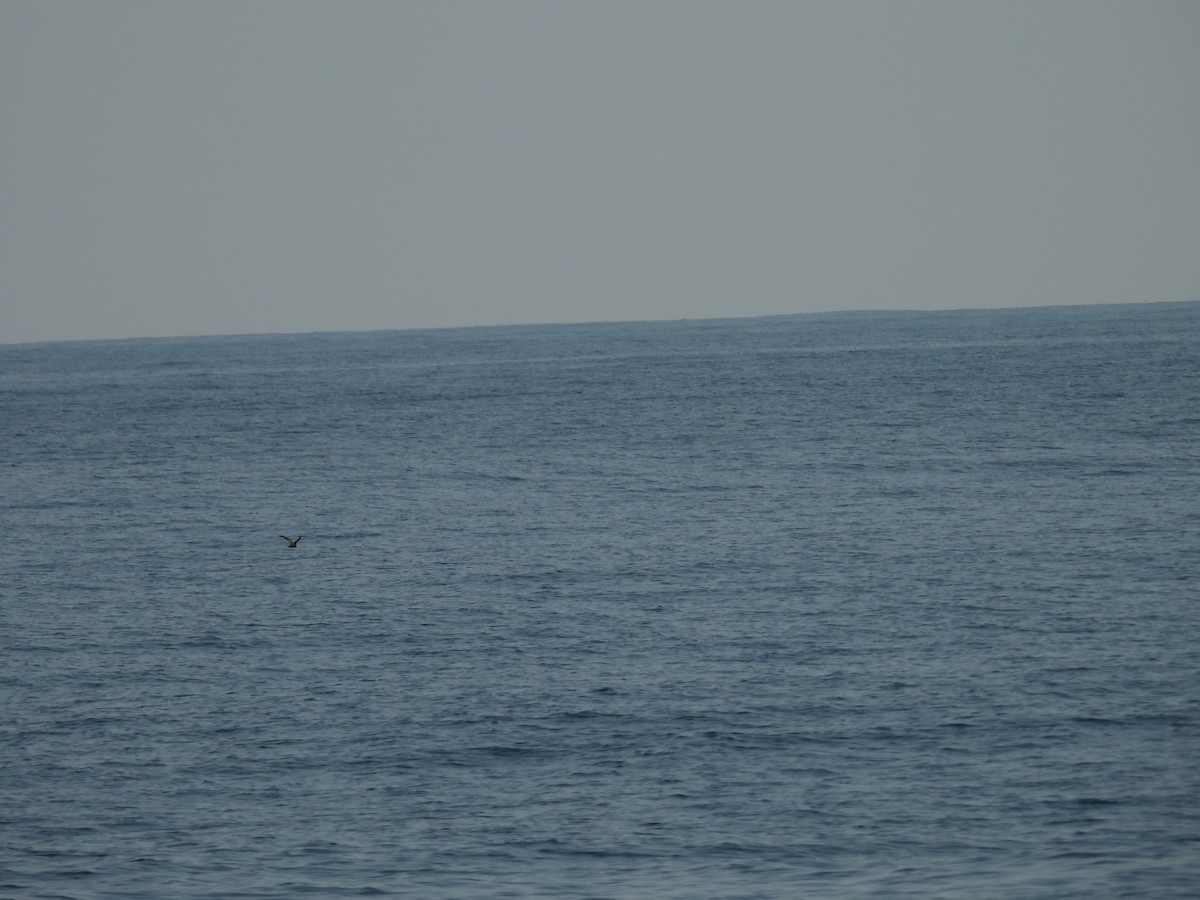 Bulwer's Petrel - ML624505193