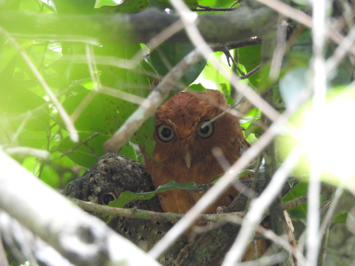 Sokoke Scops-Owl - Adrián Colino Barea