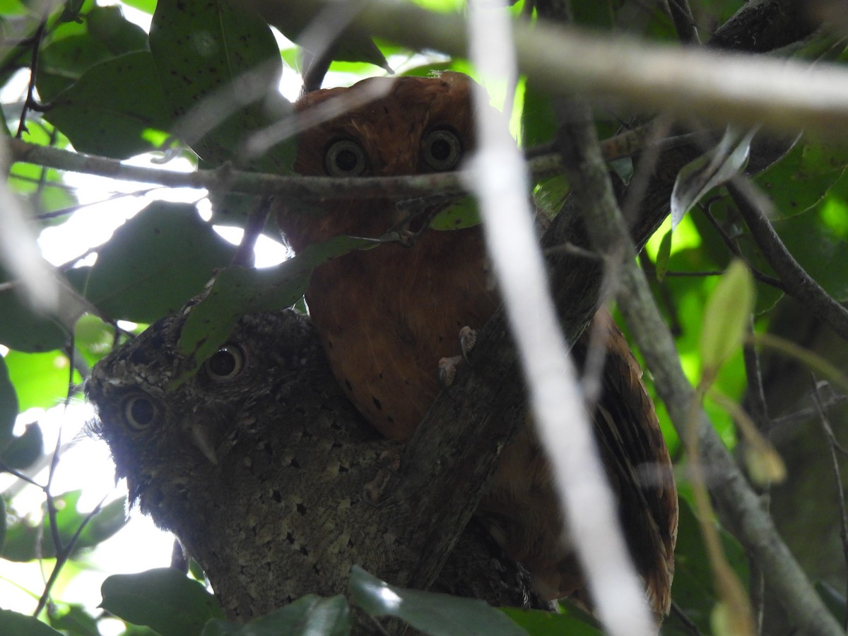 Sokoke Scops-Owl - ML624505242