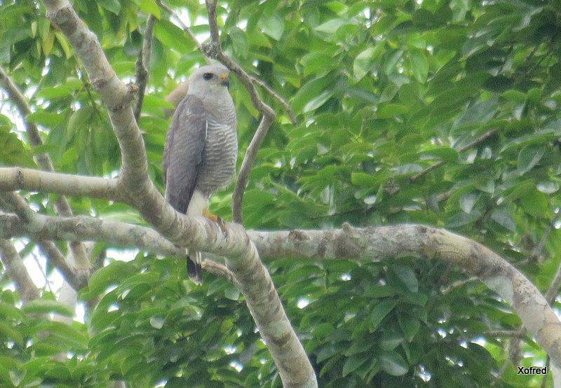 Gray-lined Hawk - ML624505384