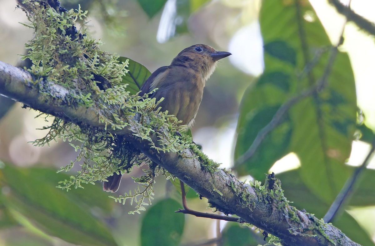 Biak Whistler - ML624505386