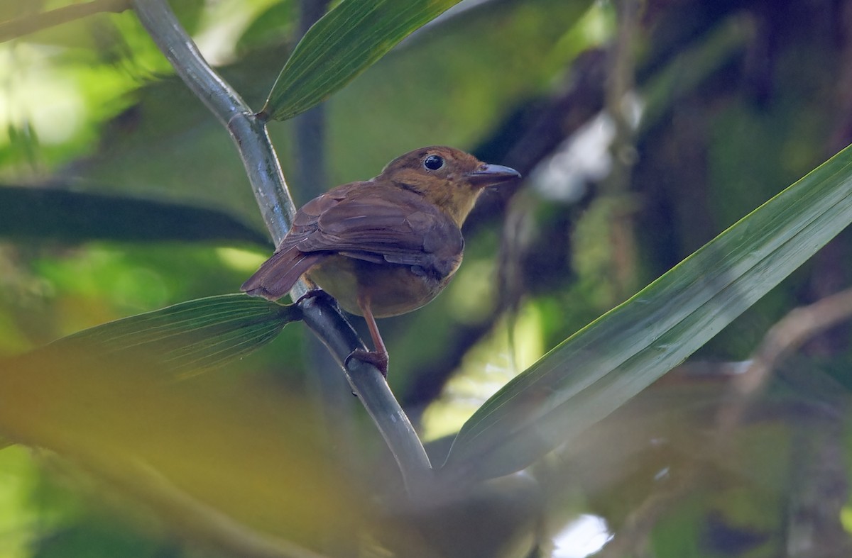 Biak Whistler - ML624505387