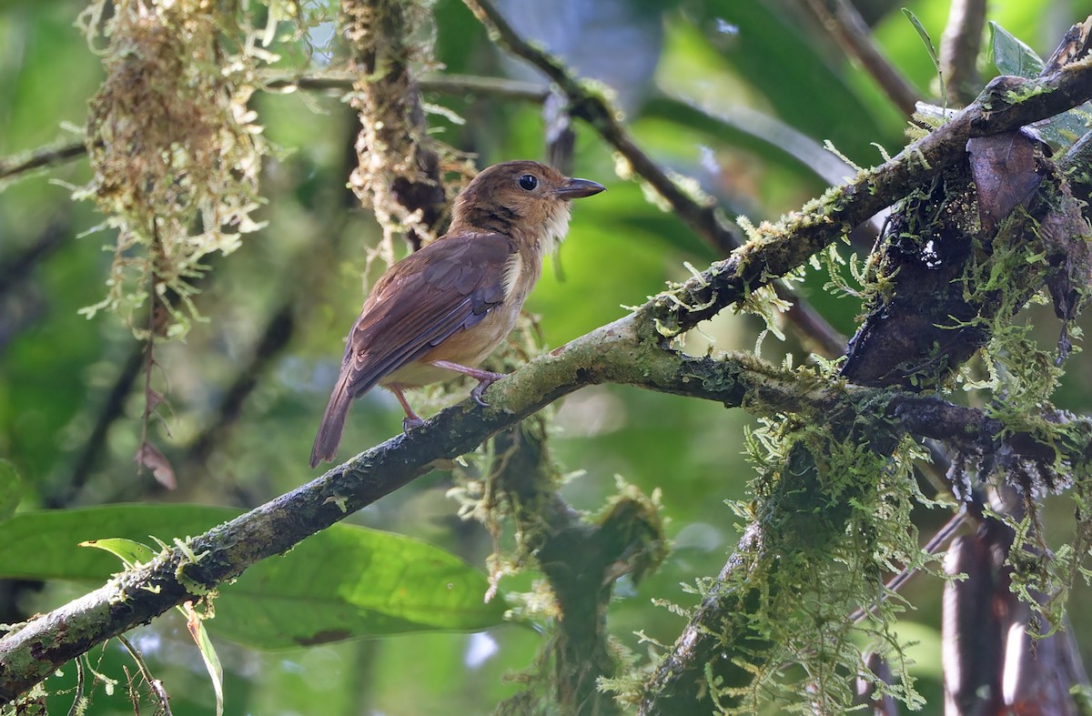 Biak Whistler - ML624505388