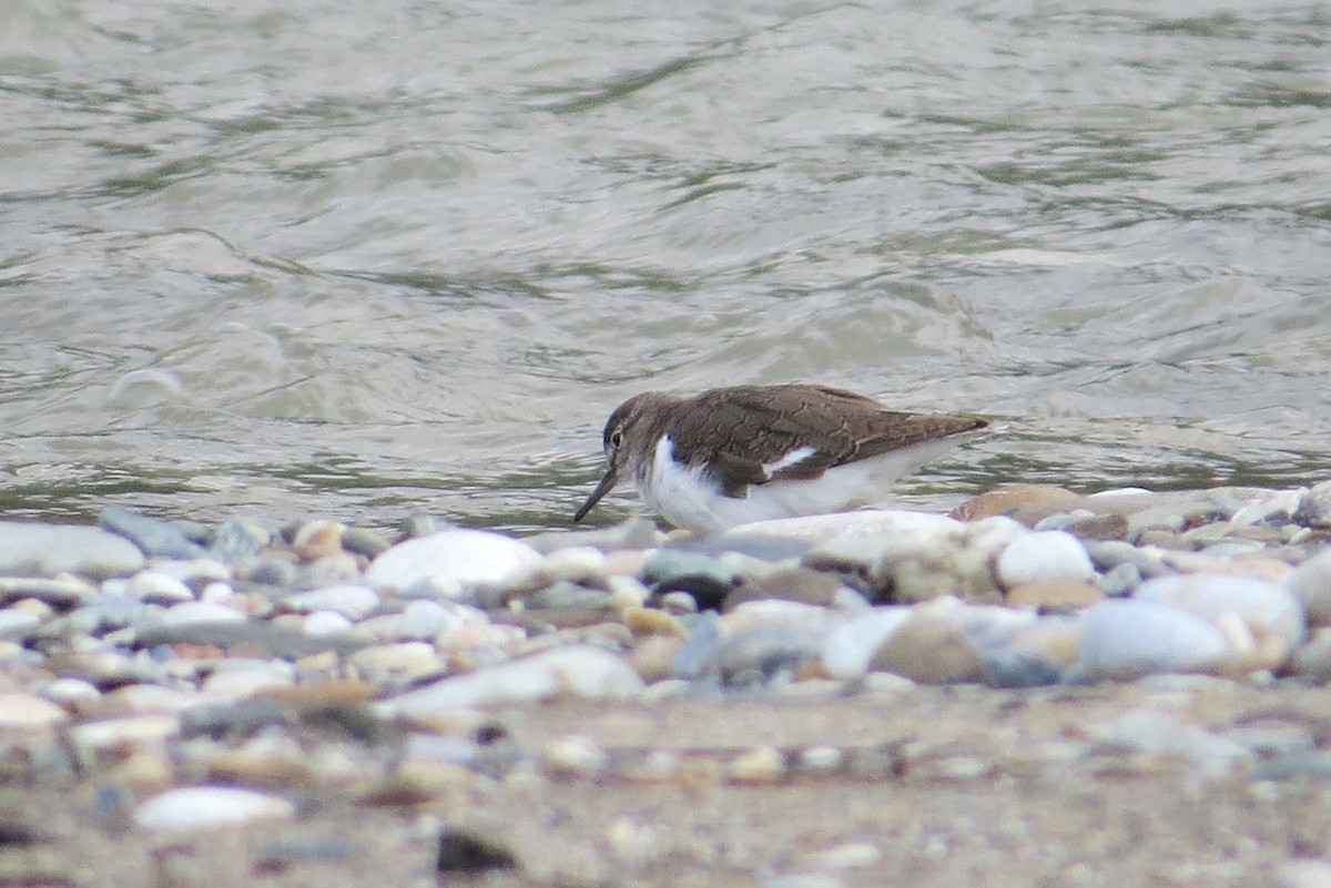 Common Sandpiper - ML624505397