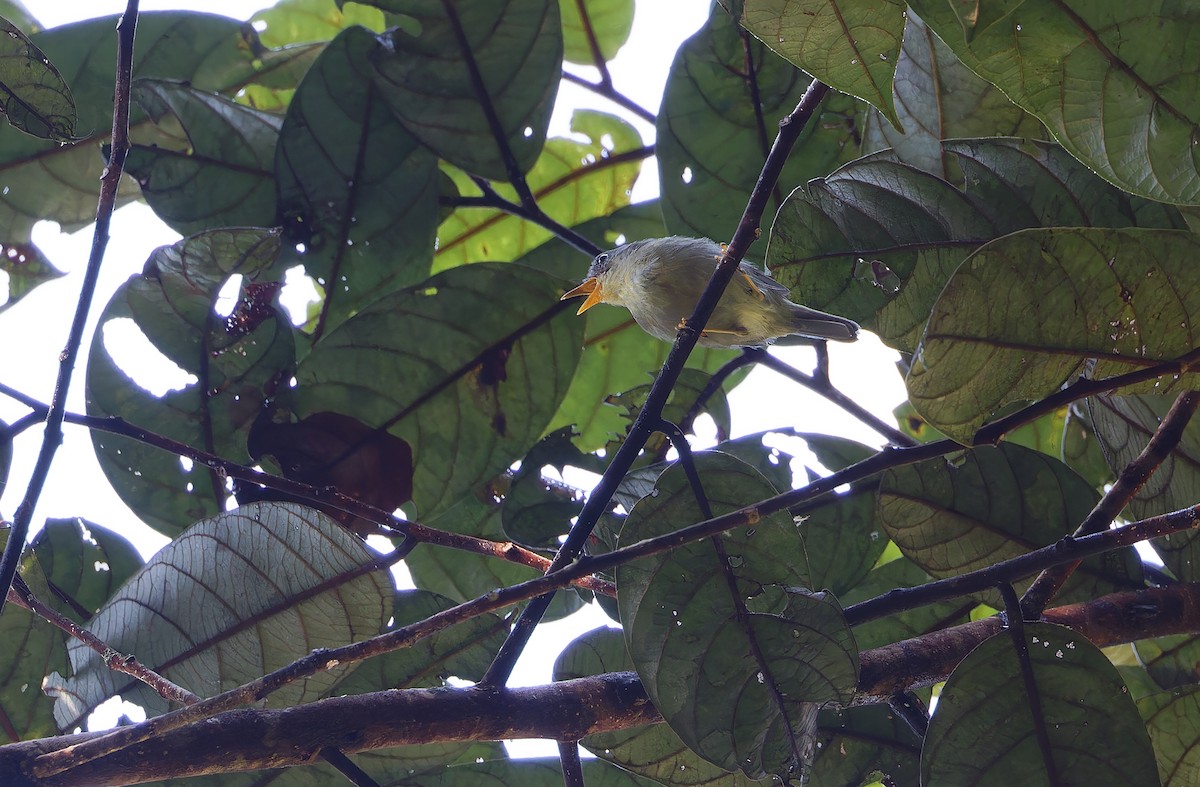 Biak Leaf Warbler - ML624505415