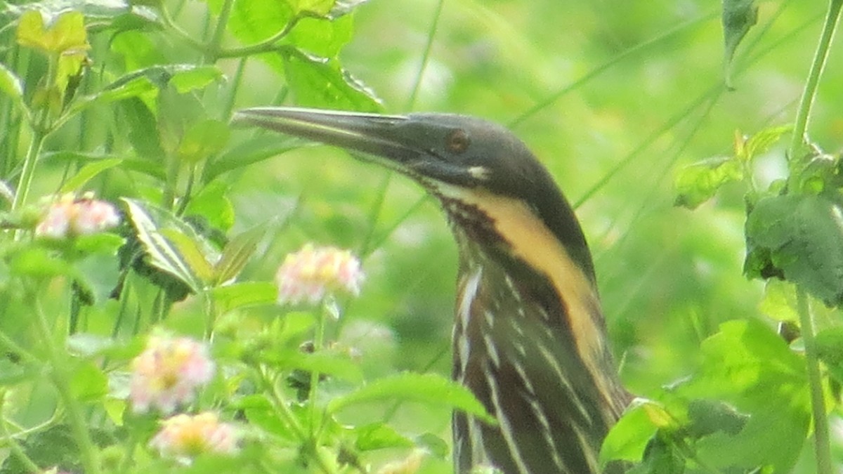 Black Bittern - ML624505425