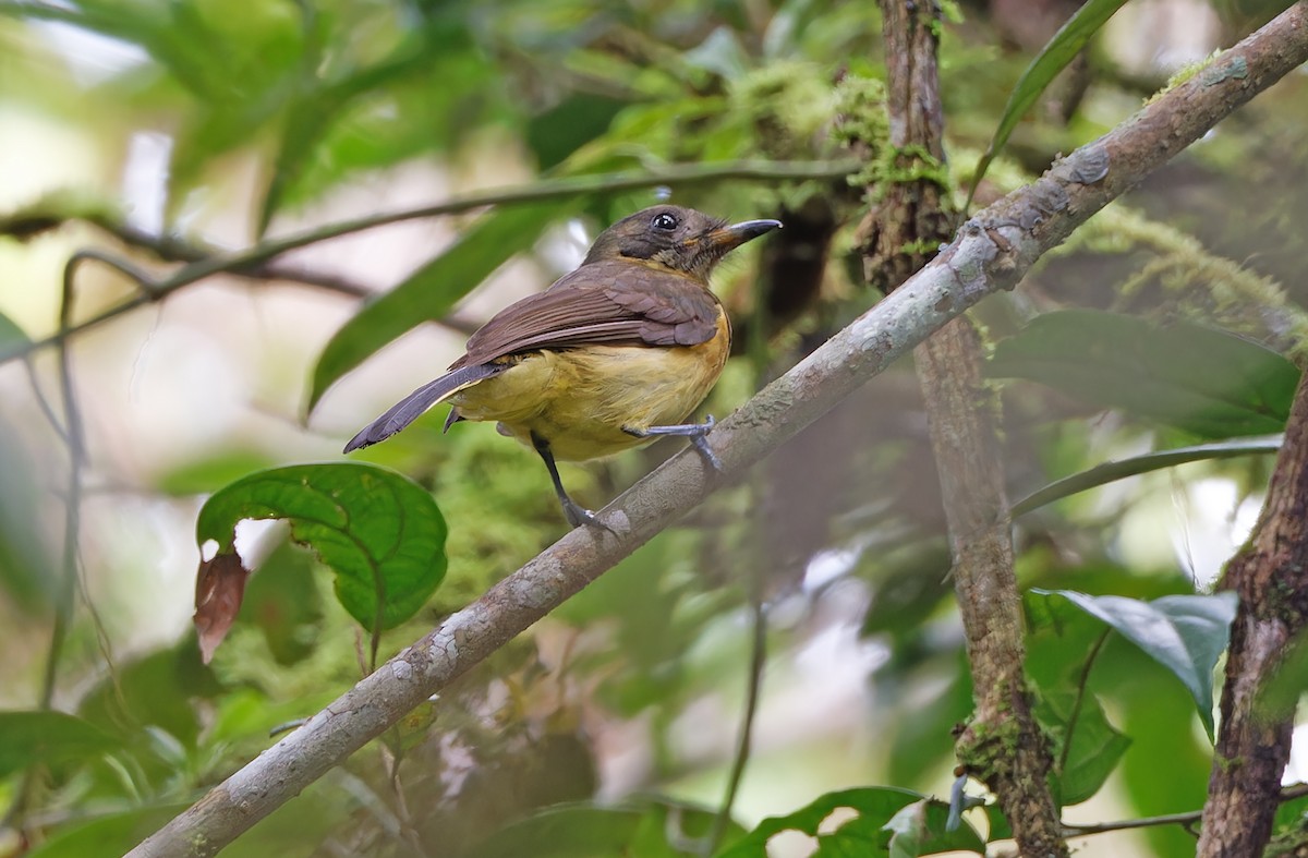 Biak Monarch - ML624505447
