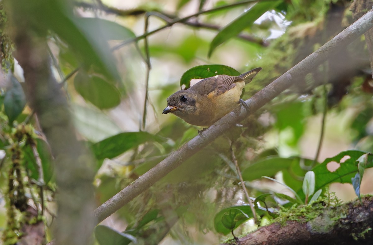 Biak Monarch - ML624505448