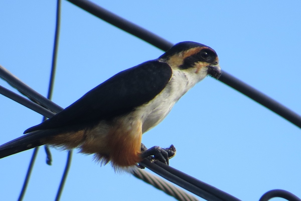 Collared Falconet - ML624505450