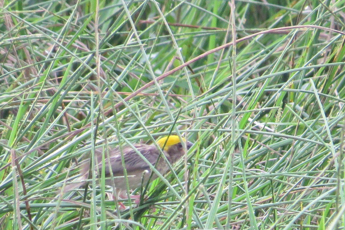 Baya Weaver - ML624505462