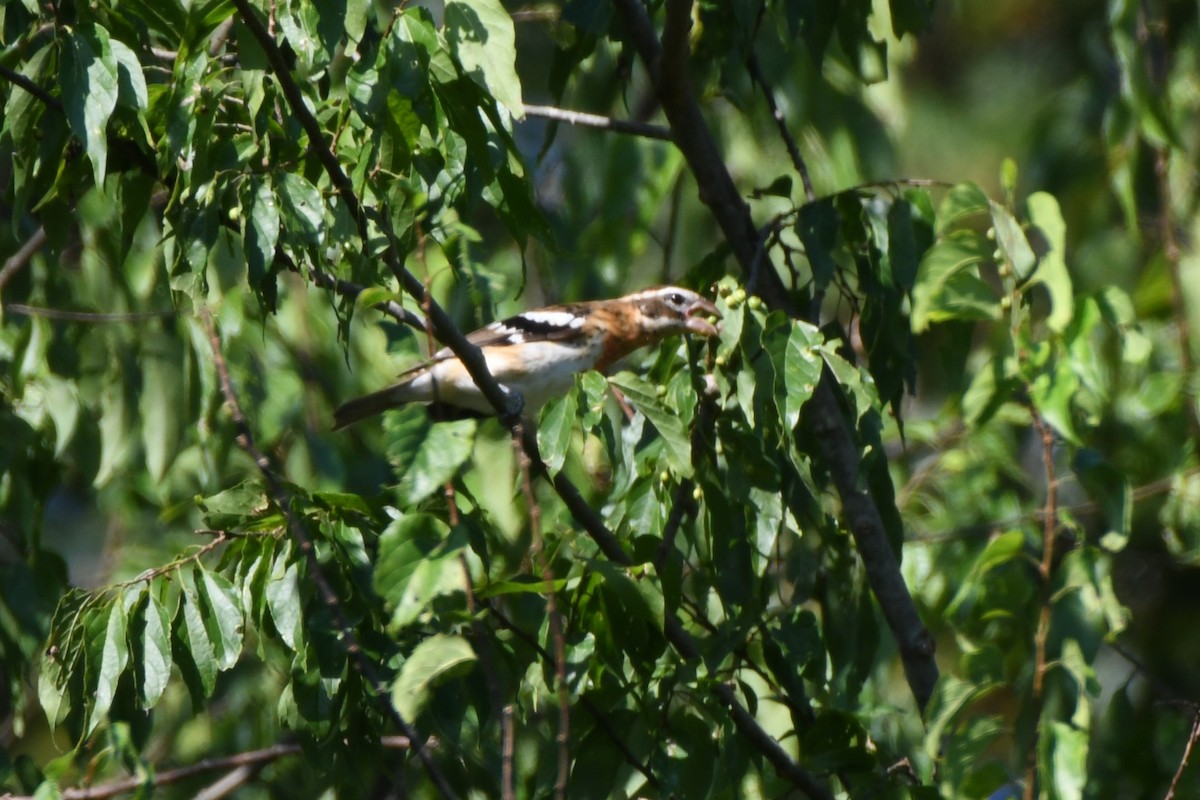 Rose-breasted Grosbeak - ML624505467