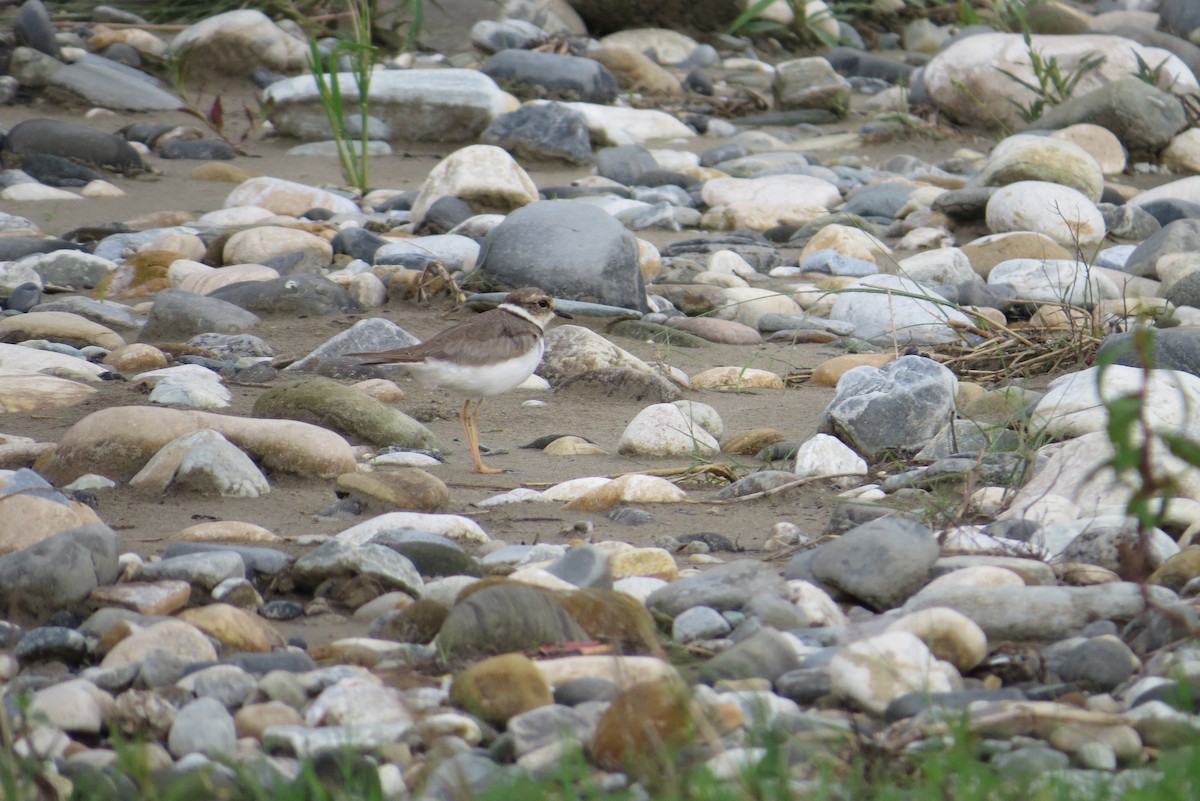 Long-billed Plover - ML624505485