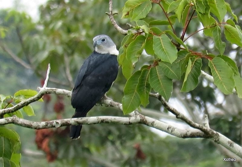 Gray-headed Kite - ML624505499