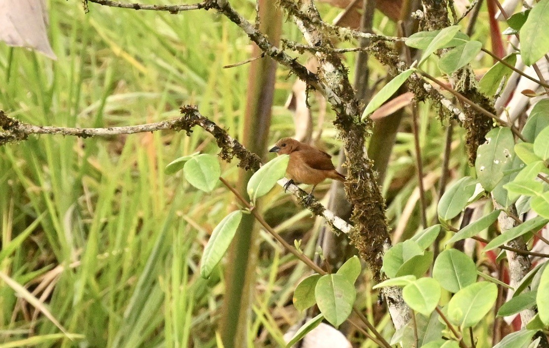 White-lined Tanager - ML624505514