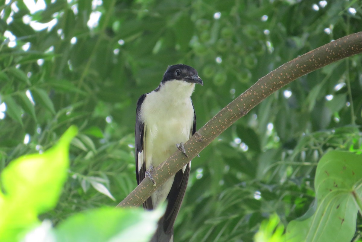 Pied Cuckoo - ML624505522