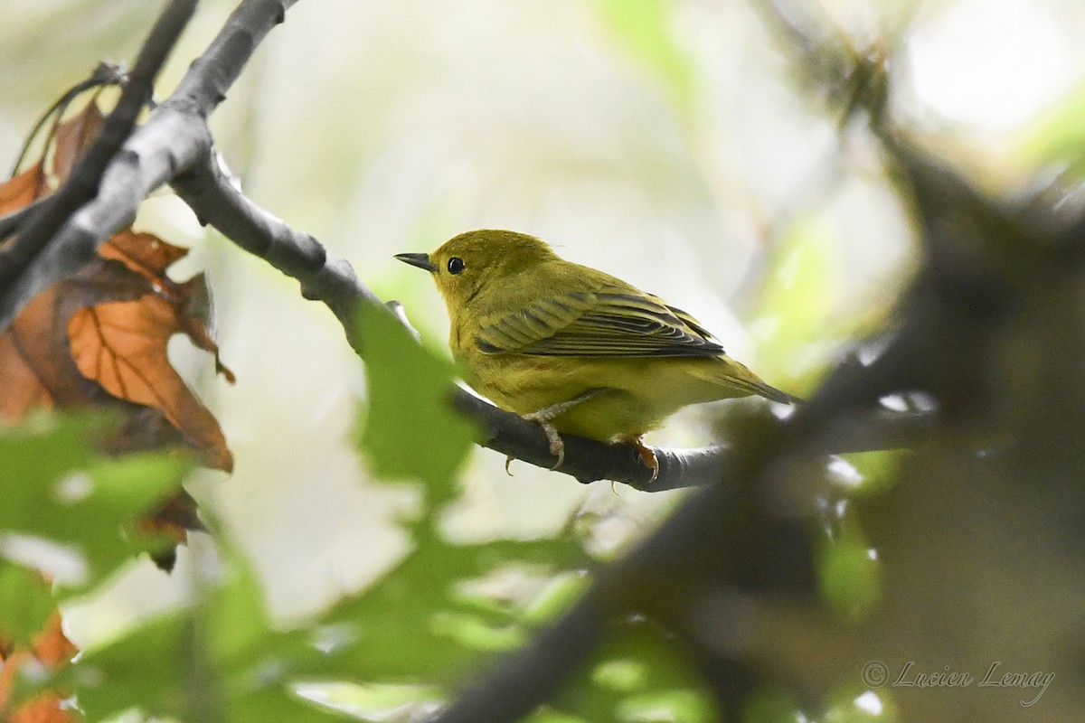 Yellow Warbler - ML624505547