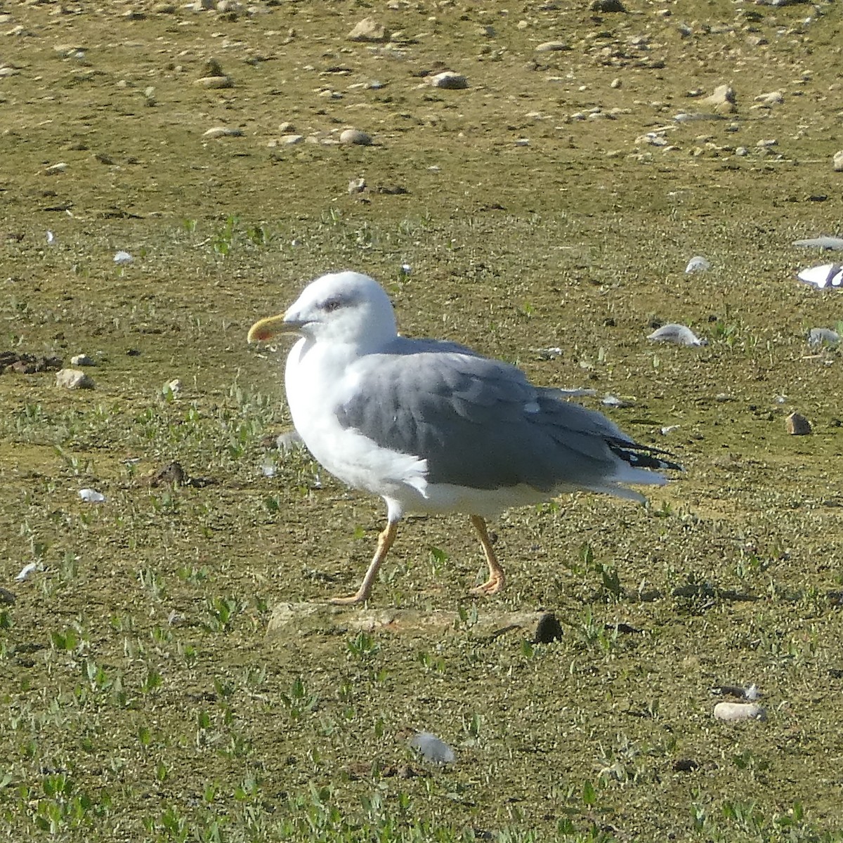 Gaviota Patiamarilla - ML624505549