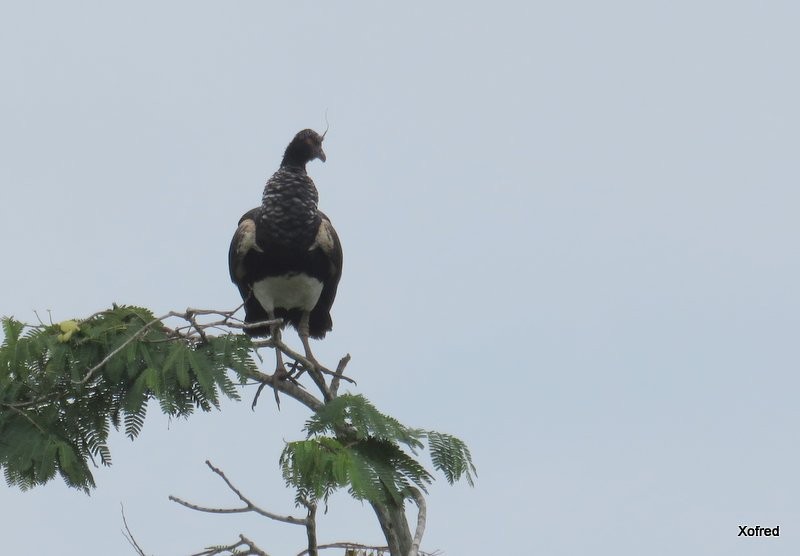 Horned Screamer - ML624505564